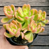 Cremneria (colonia - vaso11)