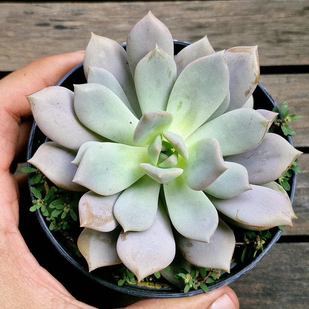Graptoveria 