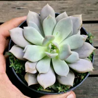 Graptoveria 'Violet Magic\ (vaso11)
