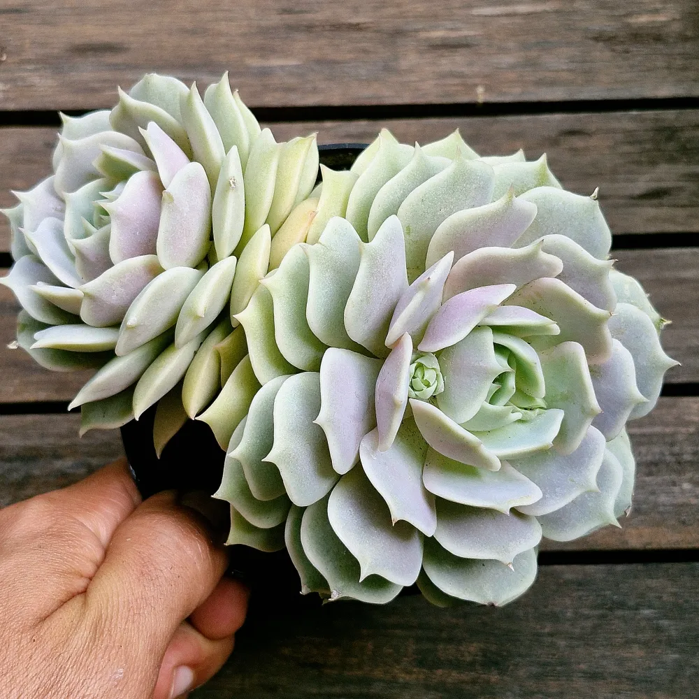 Echeveria 