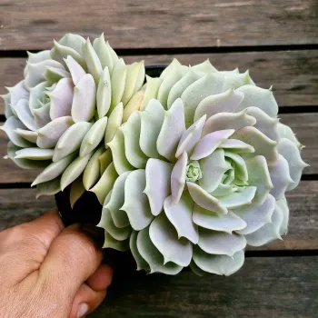 Echeveria 