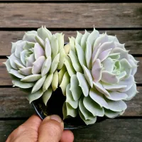 Echeveria 'Lola' (2 rosetas - vaso11) - Foto 2