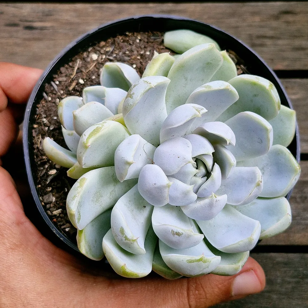 Echeveria 'Snow Bunny' (vaso11) Imagem
