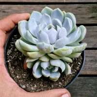 Echeveria 'Snow Bunny' (vaso11) - Foto 2