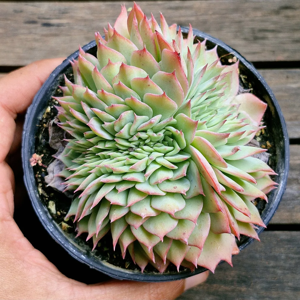 Echeveria secunda 