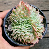 Echeveria secunda 'Western Blue' cristata ( vaso11)