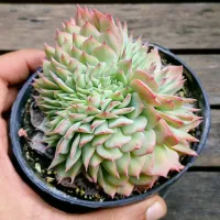 Echeveria secunda 'Western Blue' cristata ( vaso11) - Foto 2