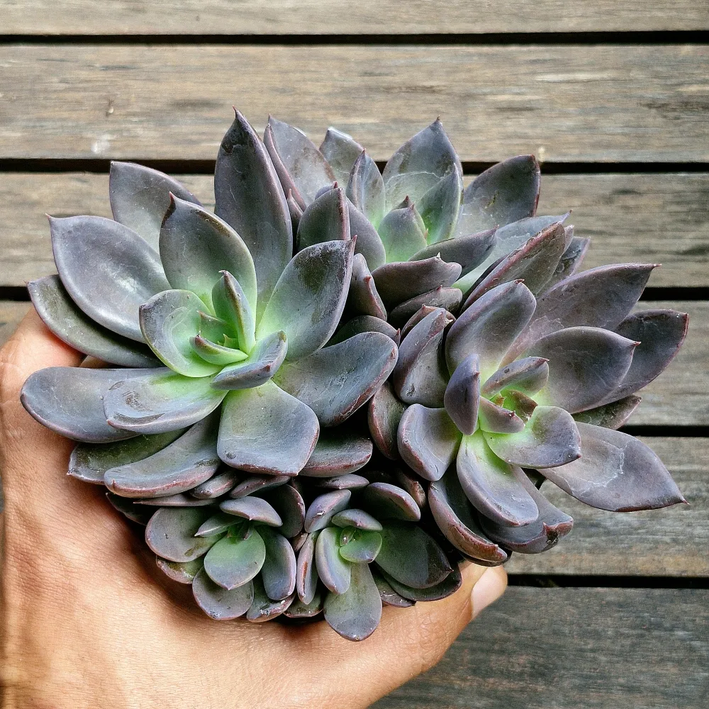 Echeveria 