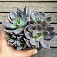 Echeveria 'Tinta' (colônia - vaso11) - Foto 2