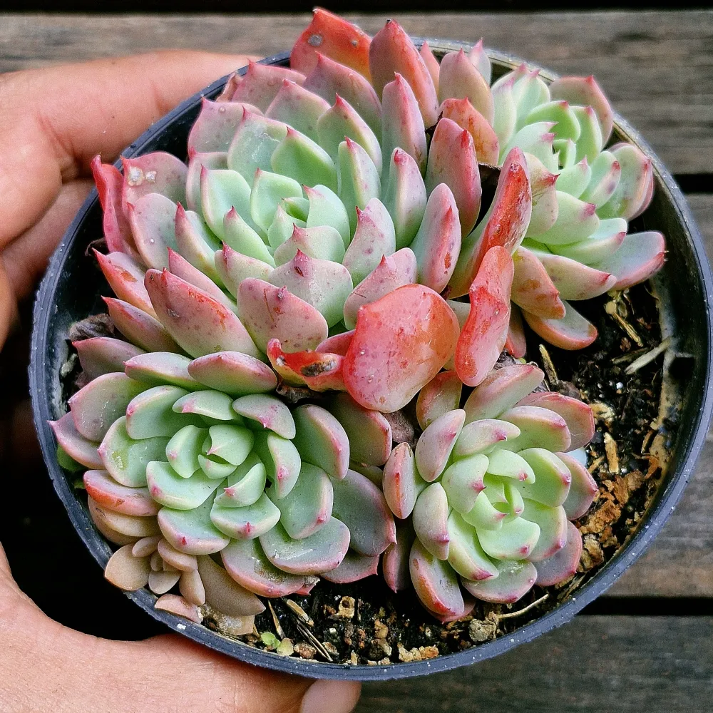 Echeveria 