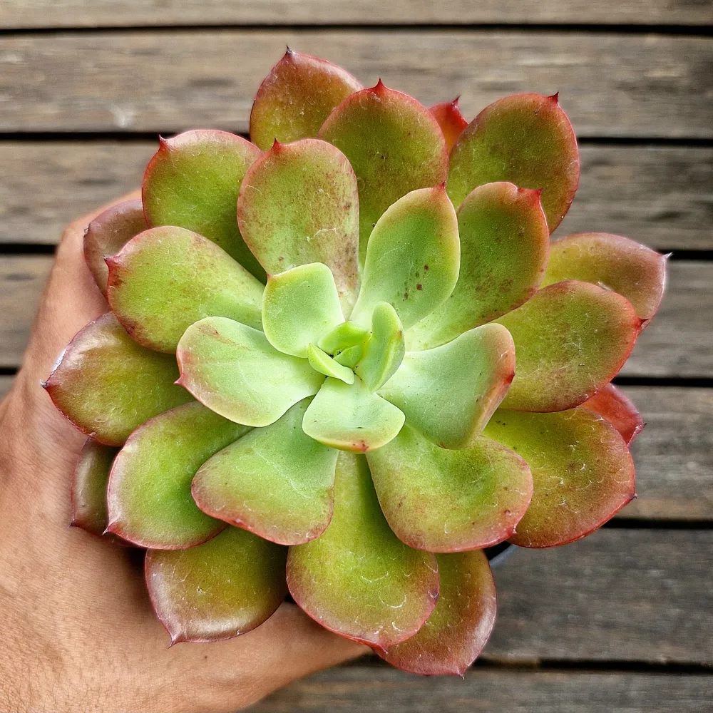 Echeveria híbrida vermelha (única - vaso11)