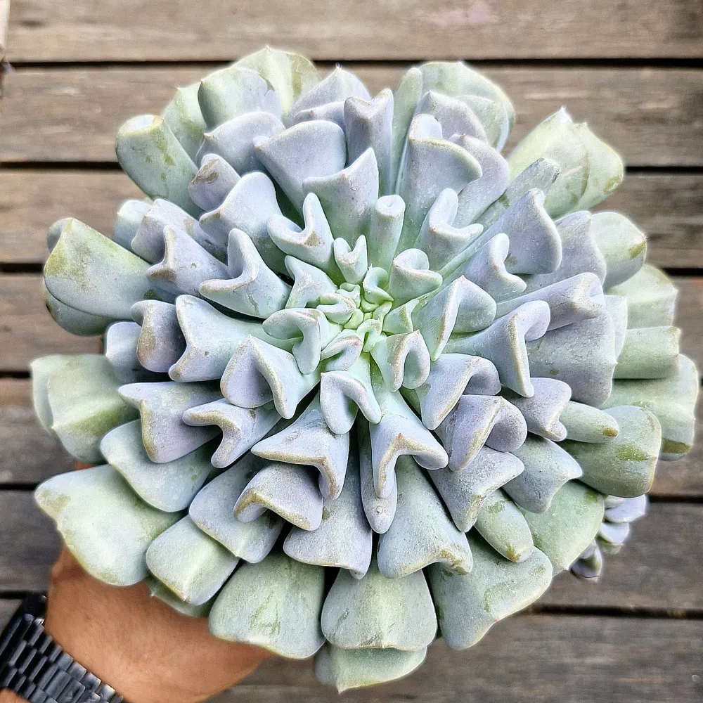 Echeveria 