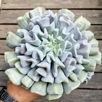 Echeveria 'Cubic Frosty' (vaso11)