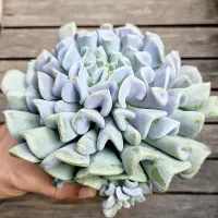 Echeveria 'Cubic Frosty' (vaso11) - Foto 2