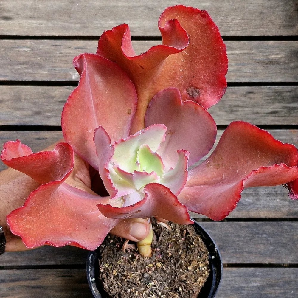 Echeveria gibbiflora híbrida mauna espanhola (unica - vaso11)