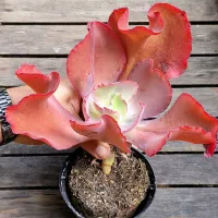 Echeveria gibbiflora híbrida mauna espanhola (unica - vaso11) - Foto 2