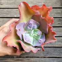 Echeveria gibbiflora híbrida caruncula vermelha (única - vaso11) - Foto 2