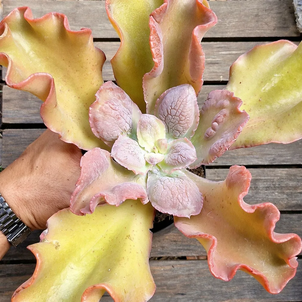Echeveria gibbiflora híbrida caruncula laranja (única - vaso11)