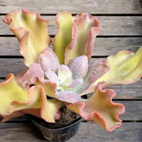 Echeveria gibbiflora híbrida caruncula laranja (única - vaso11) - Foto 2