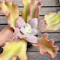 Echeveria gibbiflora híbrida caruncula laranja (única - vaso11) - Foto 3