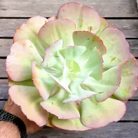 Cópia de Echeveria gibbiflora híbrida  (única - vaso11)