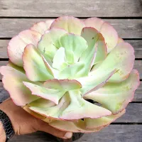Cópia de Echeveria gibbiflora híbrida  (única - vaso11) - Foto 2
