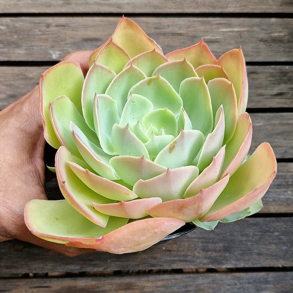 Echeveria 