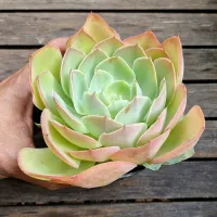 Echeveria 'Peach Pride' x Mauna (fica gigante - vaso11)