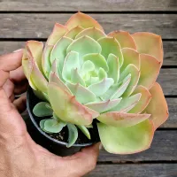 Echeveria 'Peach Pride' x Mauna (fica gigante - vaso11) - Foto 2