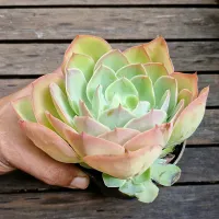Echeveria 'Peach Pride' x Mauna (fica gigante - vaso11) - Foto 3