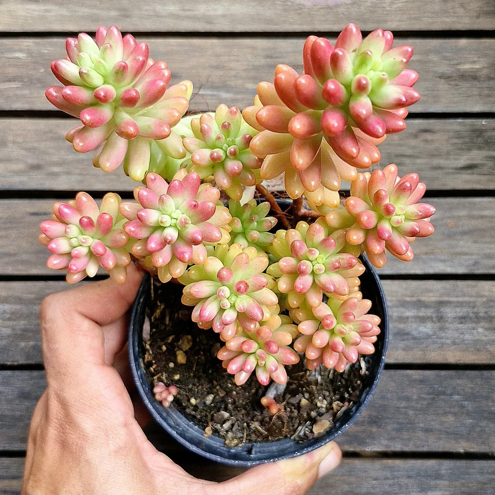 Sedum 