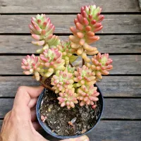 Sedum 'Aurora' variegata (vaso11) - Foto 2