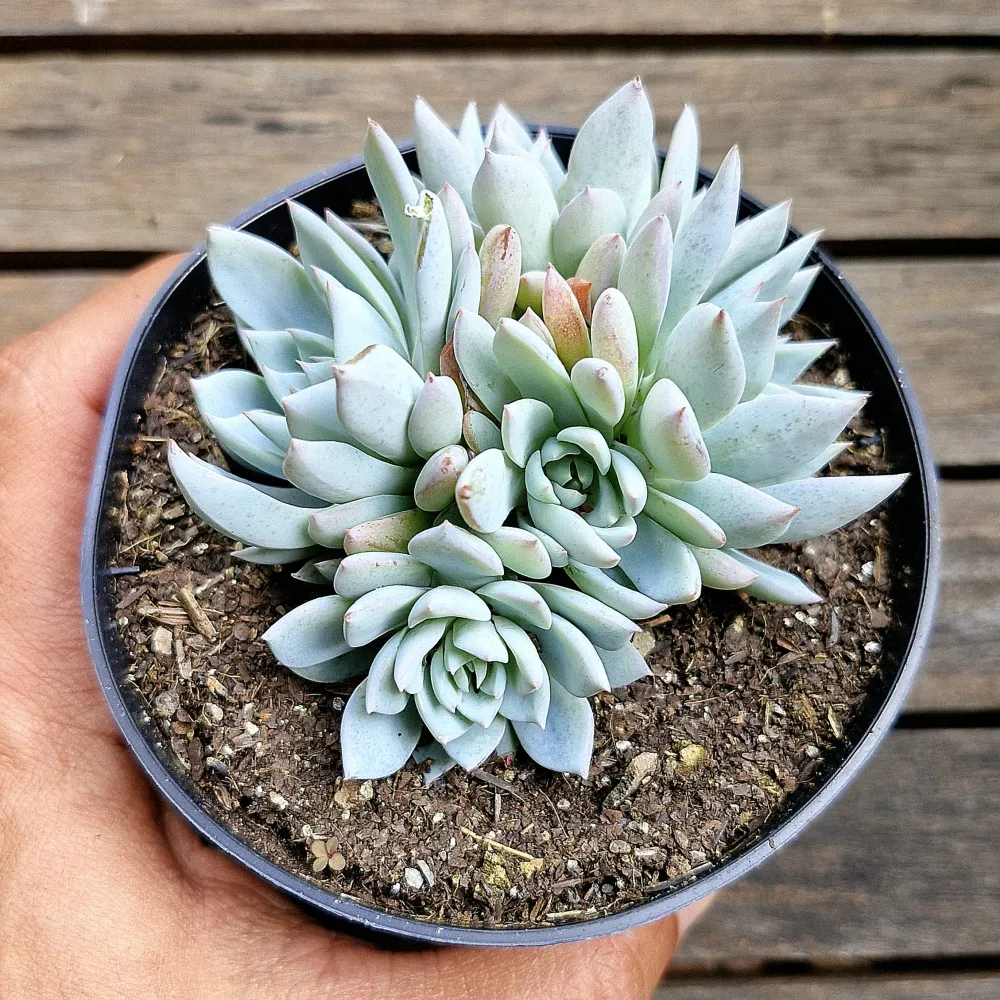 Echeveria 