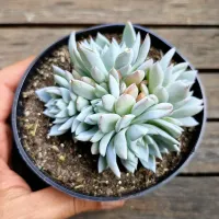 Echeveria 'Blue Star' (colônia - vaso11) - Foto 2