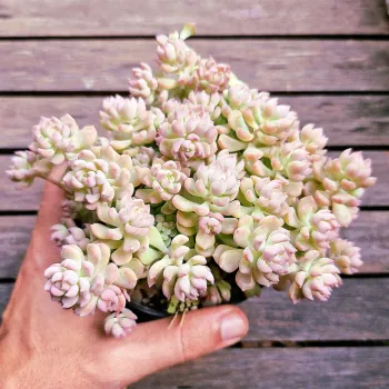 Echeveria querencia (vaso11) - Foto 2