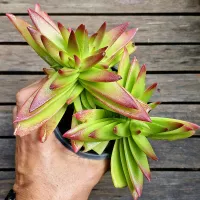 Crassula capitella 'Red Pagoda' (Vaso11)