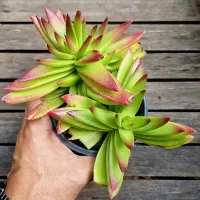 Crassula capitella 'Red Pagoda' (Vaso11) - Foto 2