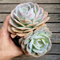 Echeveria 'Venezuelensis' (vaso11) - Foto 2
