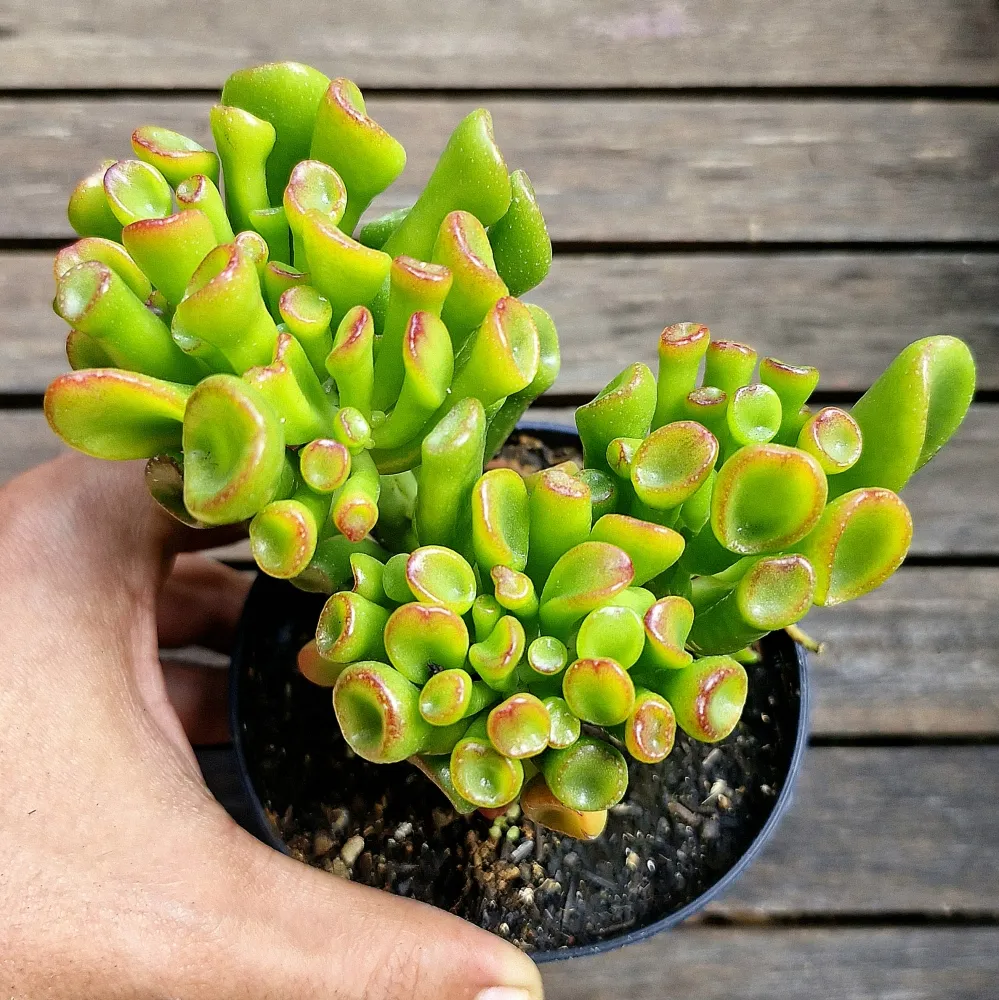 Crassula ovata 