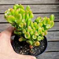 Crassula ovata 'Gollum' (Orelha de Shrek - vaso11) - Foto 2