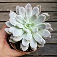 Echeveria 'Scarlet' variegata (vaso11)