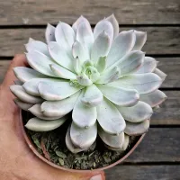 Echeveria 'Scarlet' variegata (vaso11) - Foto 2