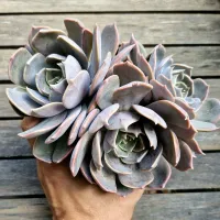 Echeveria 'Marrom' (colônia única- vaso11)