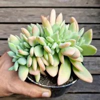 Echeveria 'Morvan' cristata (vaso11)