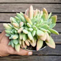 Echeveria 'Morvan' cristata (vaso11) - Foto 2