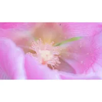 Lente Tokina SZ 300 f/7.1 Pro Reflex MF CF p/ Sony E - Foto 10