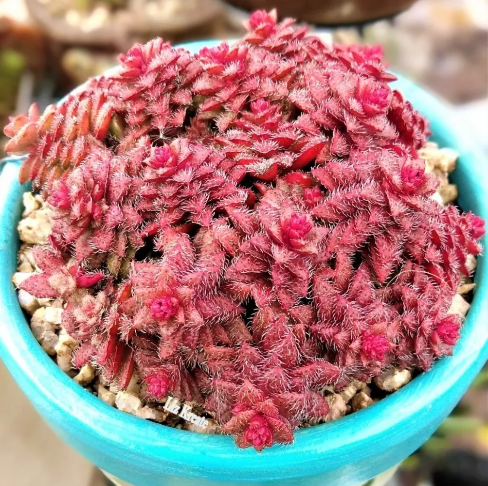 Crassula setulosa v. 