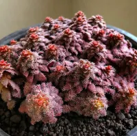 Crassula setulosa v. 'Transvaal Drakensberg' (vaso11) - Foto 2