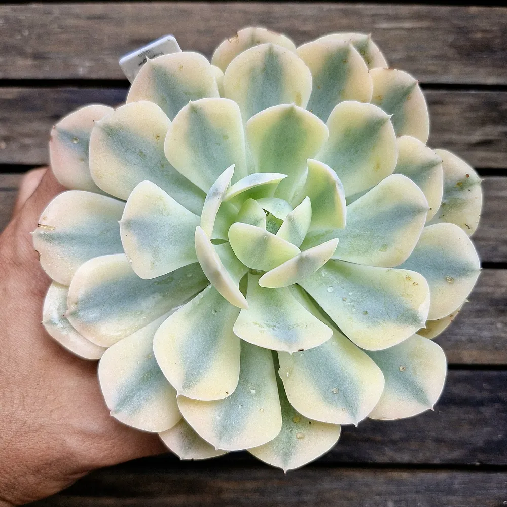 Echeveria runyonii 