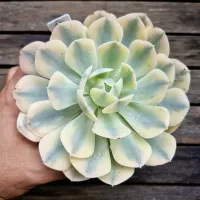 Echeveria runyonii 'Akaihosi' (variegata - vaso11)